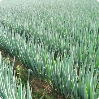 เมล็ดต้นหอมญี่ปุ่น 1,500 เมล็ด ( 4.5 - 5 กรัม ) Japanese Bunching Onion สายพันธุ์OP