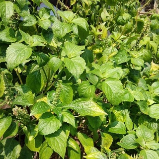 ยี่หร่า โหระพาช้าง กะเพาควาย ตัวเลือสูงสุด เมล็ดพันธุ์  120 เมล็ด [10 แถม 1 คละได้]