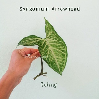 Syngonium Arrowhead แบ่งขายเป็นข้อ ตัดสด มีรากทุกข้อ ซินโกเนียม แอโรเฮด เงินไหลมา ไม้ใบ house plants ไม้มงคล ไม้ฟอกอากาศ