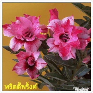 12 เมล็ด เมล็ดพันธุ์ ชวนชม สายพันธุ์ไต้หวัน ดอกสีม่วง Adenium Seeds