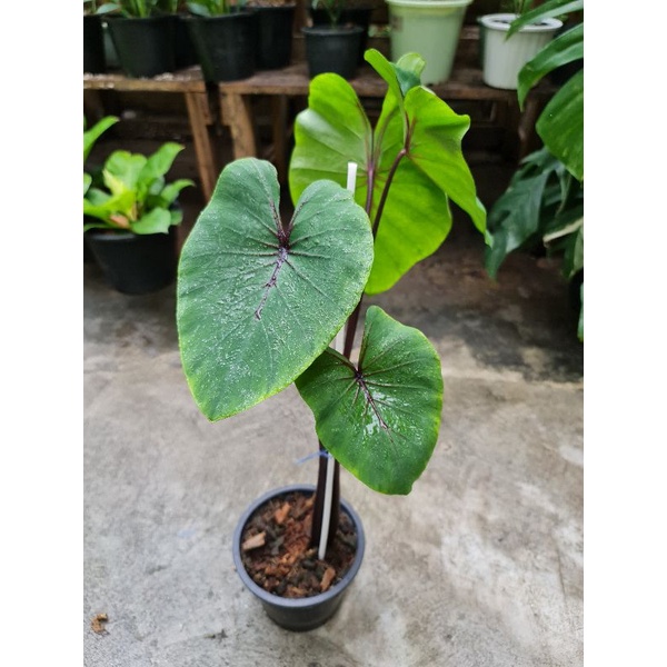 หน้ากากฟาโรห์ Colocasia Pharaoh's Mask