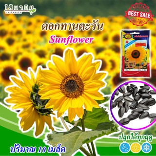 เมล็ดดอกทานตะวัน 10 เมล็ด ปลูกง่าย โตไว สีสด คุณภาพดี sunflower seeds