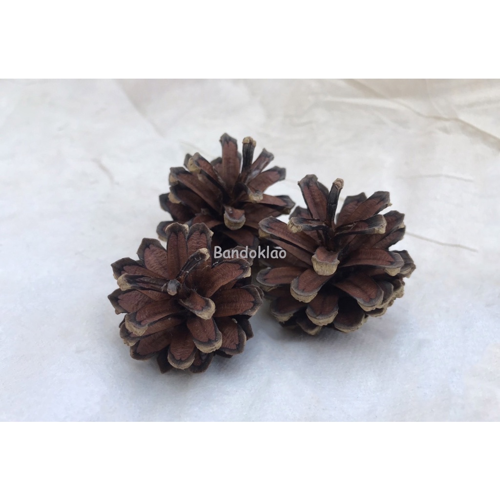 ลูกสน pinecone ราคาต่อ 1ลูก สีธรรมชาติลูกสนสำหรับถ่ายภาพ ตกแต่งร้าน คัดพิเศษ พร็อพถ่ายภาพ(พร้อมส่ง)