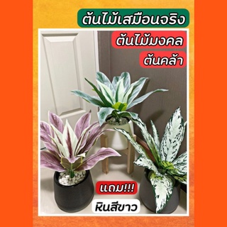ต้นไม้ปลอม ขนาดmini 50 cm ต้นไม้มงคล ต้นคล้า