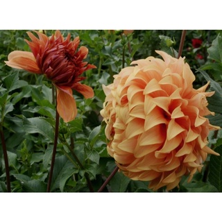 1 หัว/ออเดอร์ รักเร่ Dahlia สายพันธุ์ Hercules หัวรักเร่