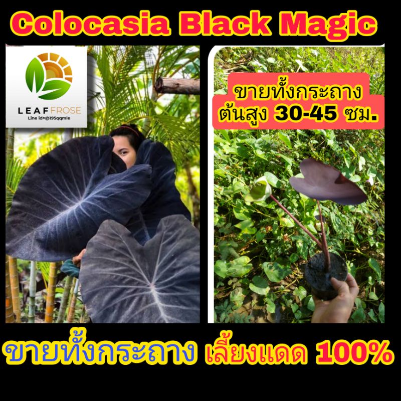 colocasia black magic ขายส่งทั้งกระถาง เราเลี้ยง เเดด100% บอนเวทมนต์ดำ บอนดำ โคโลคาเซีย เเบล็คเมจิค