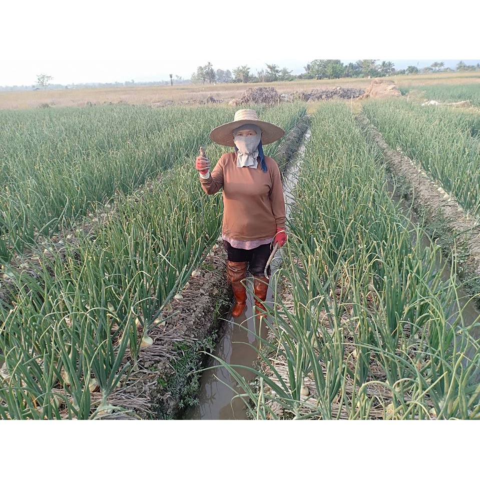 แคปแทน 50 หัววัว ขนาด 1 กก 💥 แคปทาไซด์ แคปแทน แคปทาไซด์ 50 สารป้องกันเชื้อรา ยากันรา พร้อมส่งจ้า - รูปที่ 6