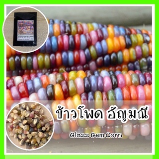 พร้อมส่ง ❗ รหัส 001 ข้าวโพดอัญมณี ทำป๊อปคอร์นหลายสี  Glass Gem Corn ปลูกง่าย โตไว เมล็ดพันธุ์แท้ OP นำเข้า เมล็ดพืช