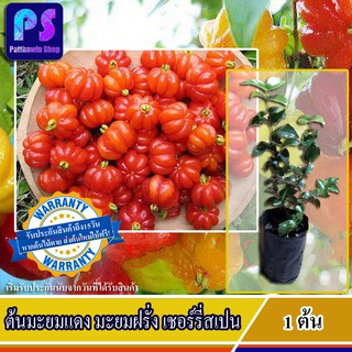 ต้นมะยมแดง”หรือ”มะยมฝรั่ง”(เชอร์รี่สเปน) “surinam cherry” 1ต้น (มีรับประกันเปลี่ยนต้นใหม่ฟรี)