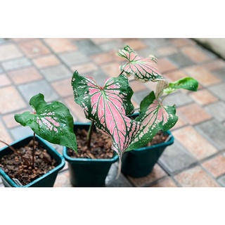 Caladium Thai Beauty 🌷 บอนสี ฮกหลง  (2-3ใบ) กระถางทรงสูงอย่างดี  3” คัดต้นเเข็งเเรง