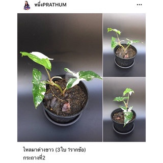 ไหลมาด่างขาว (3ใบ) ส่งทั้งกระถาง