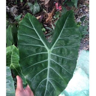 Alocasia candelabra แก้วหน้าม้าป่า จัดส่งเป็นเหง้า #ต้นไม้มาแรงสำหรับคนรักไม้ใบ