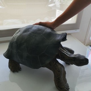 Tortoise Sculpture เต่ากาลาปากอส สูง35ซม ยาว 60 ซม