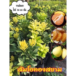 ส้มโอทองสยาม (เปลือกเหลือง เนื้อสีส้ม)