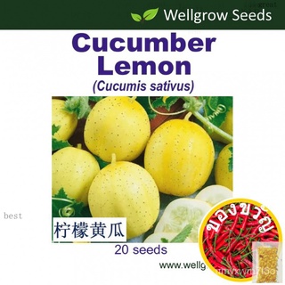 Cucumber Lemon (20 seeds) มะนาวแตงกวา Timun Vegetable Seeds Wellgrow Seeds帽子/园艺/种子/头饰/花园/母婴/木瓜/玫瑰/裙子/文胸/ XBYG