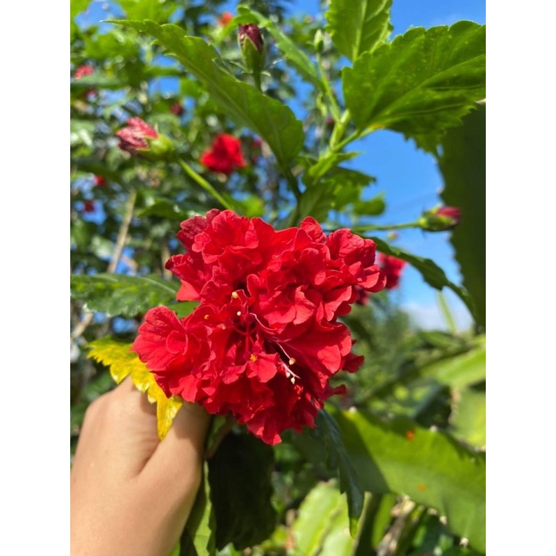 ต้นชบาคาเนชั่น สีม่วง แดง เลี้ยงง่ายโตไวออกดอก ตลอดทั้งปี 🌱 - รูปที่ 5