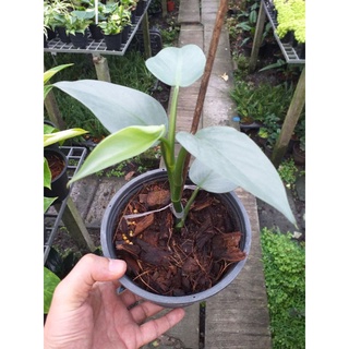 ฟิโลเดนดรอนดาบเงิน philodendron silver sword ไม้กถ.5" ฟอร์มใบกำลังมา มาพร้อมน้องญาญ่า