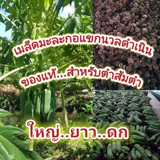 （รับประกันหลังการขายงอก100%）เมล็ดพันธุ์มะละกอ 150+ เมล็ด (3 g) เมล็ดพันธุ์มะละกอ แขกนวลดำเนิน ต้นเตี้ย ลูกดก พันธุ์มะละก