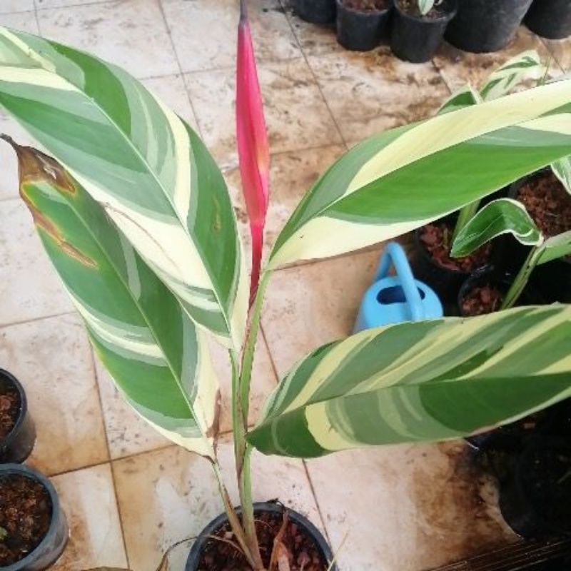 My Image 7
