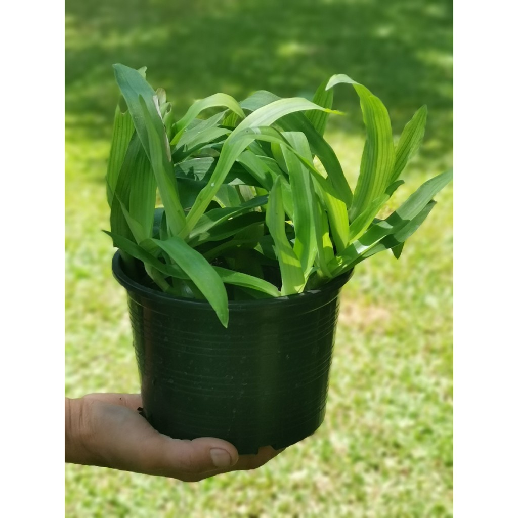 หญ้าเทวดา หญ้าปักกิ่ง กระถาง5"-6"สมุนไพรต้านมะเร็ง🌾ยตนเอง