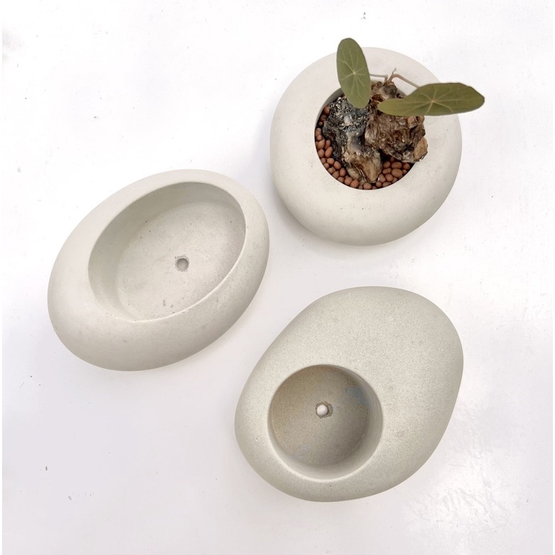 ต้นมะสัง