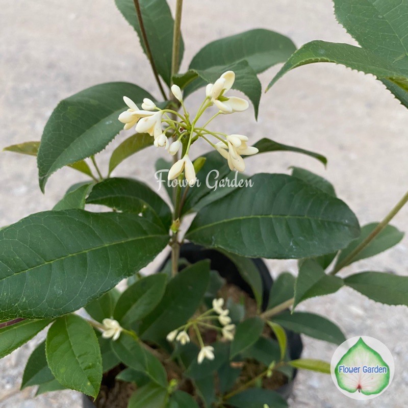 F49 ต้นหอมหมื่นลี้ 🌸ไม้ยืนต้นดอกหอม ไม้กลางแจ้ง ทนแล้งได้ดี