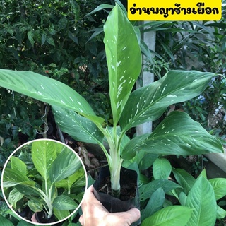 🌱พญาช้างเผือก🌱ว่านพญาช้างเผือก ไม้มงคลเสริมอำนาจบารมี สูง 12 นิ้วขึ้นไป ต้นใหญ่ ขายพร้อมถุงชำ รากเต็มพร้อมปลูก