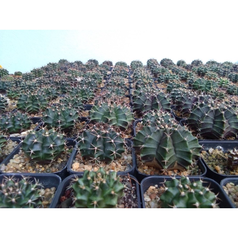 cactus ยิมโน 4-5ซม ทุกต้น[Gymnocalycium] ราคาส่ง ทางร้านเลือกต้นให้