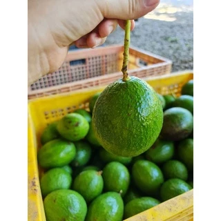 อโวคาโด้เกรดA🥑🥑 สายพันธุ์034 บัคคาเนีย ปีเตอร์สัน พื้นเมือง 1 กิโลกรัม 💥💥ซื้อ 10 แถม 1 โล💥💥