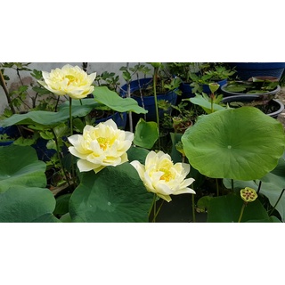 7 เมล็ด เมล็ดบัว สีเหลือง ดอกใหญ่ สายพันธุ์เมล็ดบัว ดอกบัว Lotus seeds.