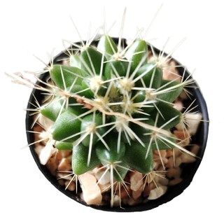 กระบองเพชร แคคตัส พืชอวบน้ำถังทอง 2-3ซม(Echino cactus grusonii)