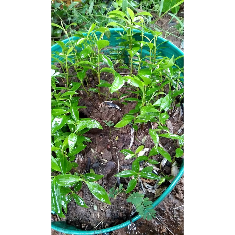 ต้นพันธุ์มะดัน   มะดัน ผลไม้ สมุนไพรรสเปรี้ยว อร่อย พร้อมปลูกในถุงดำ  49 บาท - รูปที่ 3