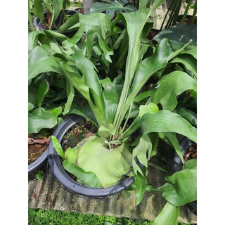 เฟินเขากวาง / Climbing Bird’s Nest Fern จำนวน1กอ ฟอร์มสวย