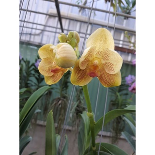 Vanda กล้วยไม้แวนด้า สีเหลือง ทูโทน ดอกใหญ่ สวยงาม ต้นสวยงาม ส่งสินค้า ต้นติดดอกแล้ว