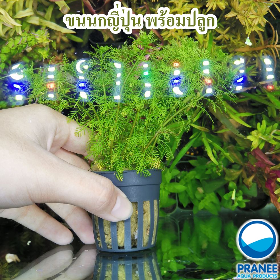 ขนนกญี่ปุ่นเขียว -Myriophyllum mattogrossense พร้อม​ปลูก (ต้นไม้น้ำ)***กรุณาอ่านรายละเอียดก่อนสั่งซื้อ***