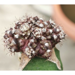 ยิมโน T-REX  บนตอกราฟพร้อมหน่อ  ทีเรก ยิมโน แม่ภาพ2  แคสตัส castus​ Astrophytum