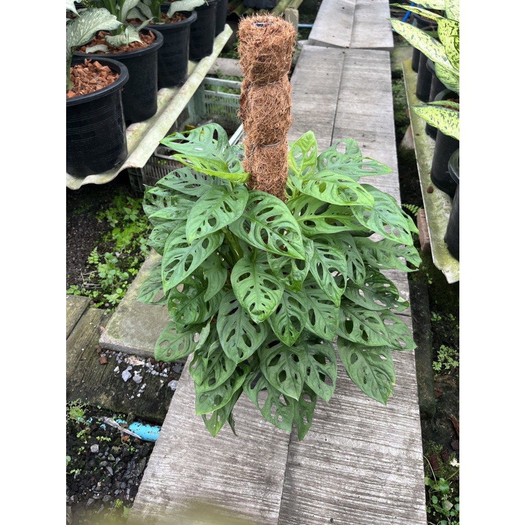 มุมมอง 3