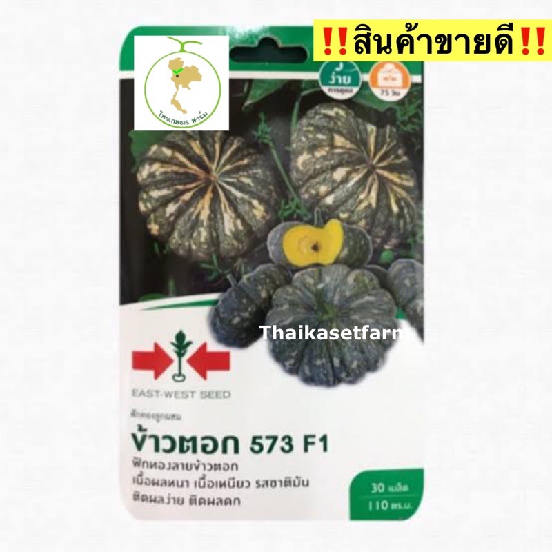 ฟักทองลายข้าวตอกN 573 F1ขายดี ผลหนา เนื้อเหนียว รสชาติมัน