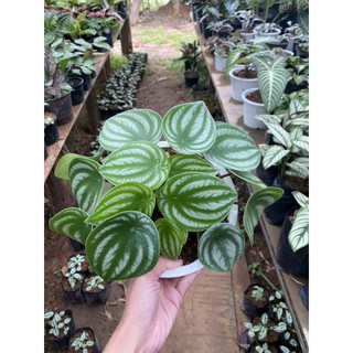 เปเปอร์โรเมียแตงโม 🍉 เปเปอร์แตงโม ต้นไม้ฟอกอากาศ 🌱