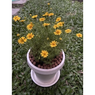 ดอกเดซี่ ต้นเดซี่ เดซี่สีเหลืองพร้อมกระถาง+จานรอง ตรงปก #ดอกเดซี่ #daisy #yellowdaisi #minimalplant #ต้นไม้มงคล