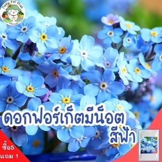 เมล็ดพันธุ์ รวมชุด ดอกไม้ ปลูกง่าย ดอกสวย ทานตะวันแคระ/เดซี่ขาว/คาโมมายล์/บานชื่น/กุหลาบเลื้อย/ฟอร์เก็ตมีน็อต ราคาถูก