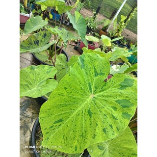 กบในดอกบัว Colocasia esculenta var. Fong in Lotus