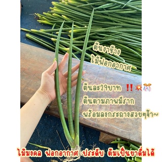 Sansevieria cylindrica ต้นงาช้าง ไซส์กลาง ราคาถูก✅ 29บาท