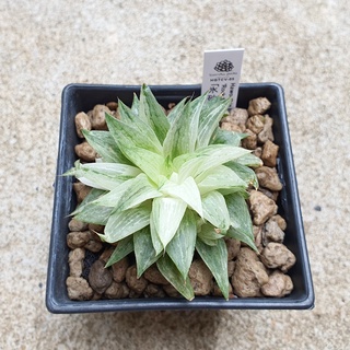 พร้อมส่ง!!ฮาโวเทีย Haworthia hybrid variegated Rock Sugar จัดส่งแบบล้างราก