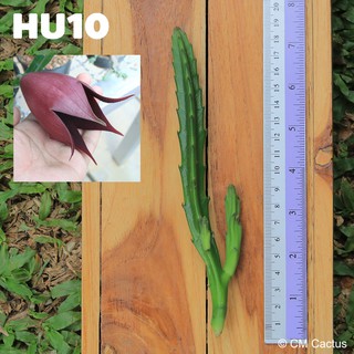 เก๋ง Huernia Stapelia leendertziae (HU10) ตัดสด ยาว 20 เซนติเมตร