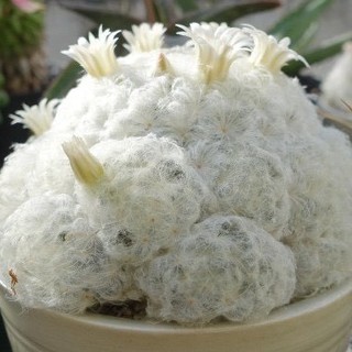 เมล็ดพันธุ์ แมม ขนนกขาว mammillaria plumosa 10 เมล็ด แคคตัส cactus กระบองเพชร