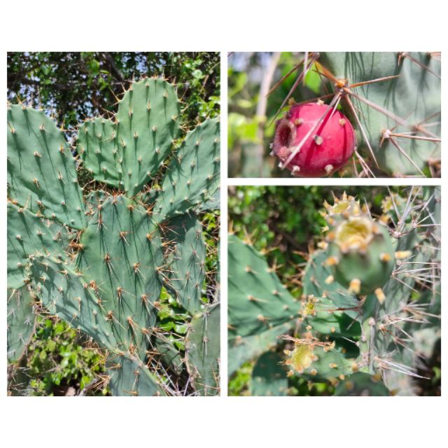 (opuntia tuna) กระบองเพชร หนามโหด 🌵🌵🌵