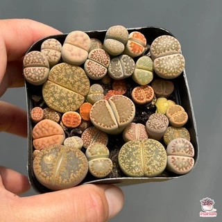 ไลทอป Lithop Mix แคคตัส กระบองเพชร cactus&succulents