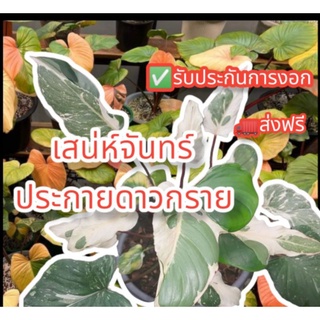 🔥HOTสุด🔥ข้อตาเสน่ห์จันทร์บุษราคัม⭐ประกายดาวกลาย⭐ส่งฟรี แถมฟรีปุ๋ยฮอร์โมนเร่งโต