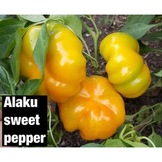 เมล็ดพันธุ์พริกหวาน อะรากุ สวีท เปปเปอร์/พริกฟักทอง  Araku Sweet Pepper seeds เมล็ดพันธุ์แท้ ราคาถูก นำเข้าจากต่างประเทศ